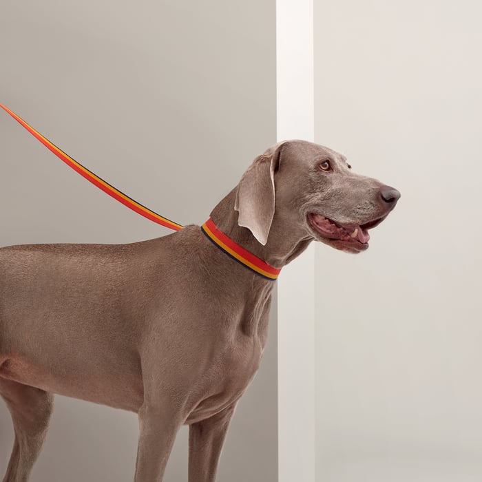Dark Irish Rocabar Slim Dog Leash