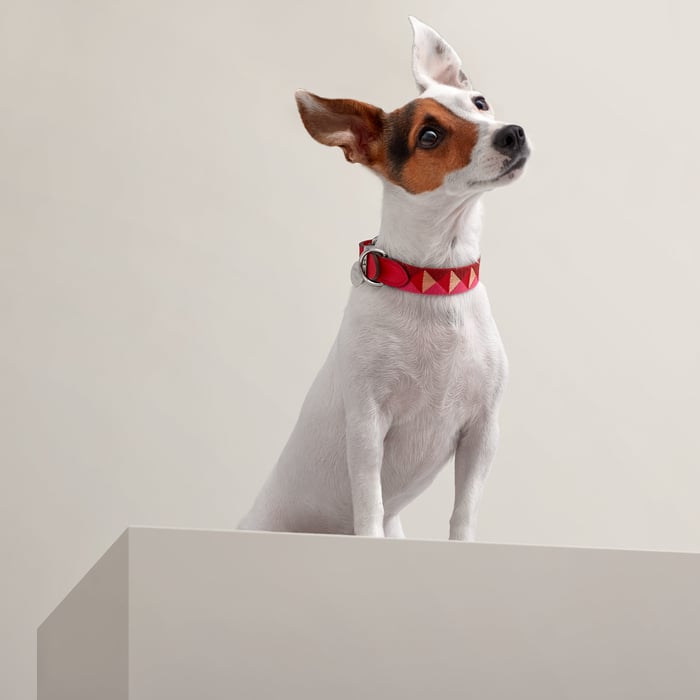 Rouge De Cœur Medor Dog Collar