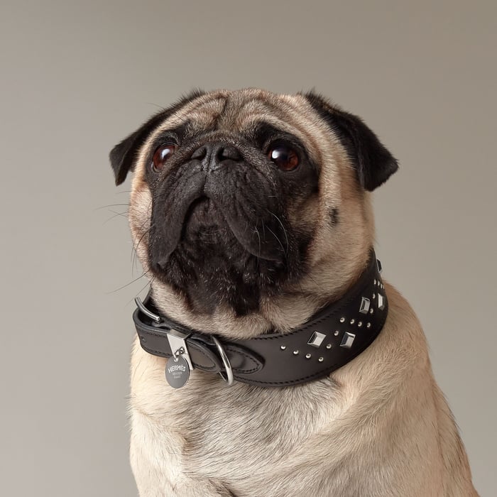 Noir Punch Dog Collar