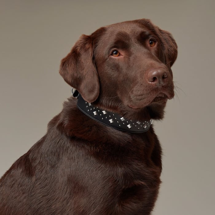 Noir Punch Dog Collar