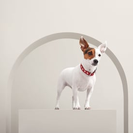 Tresse dog collar