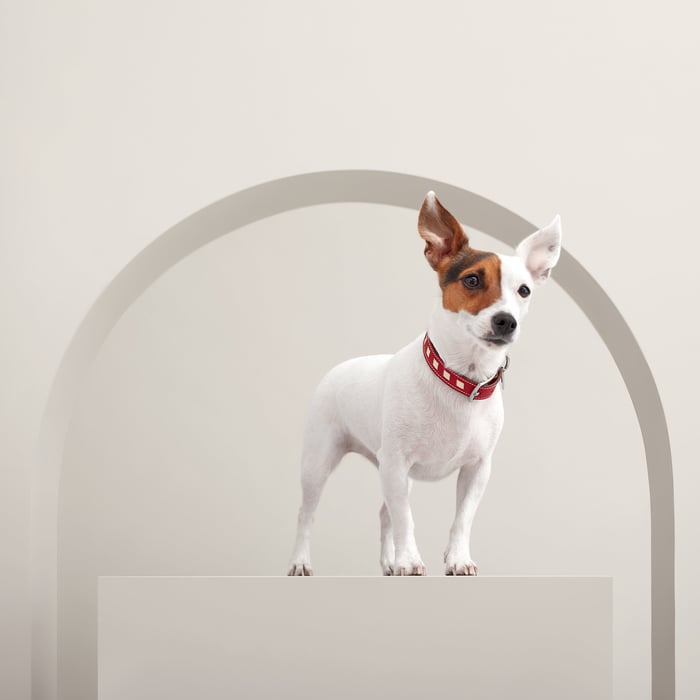 Tresse Dog Collar