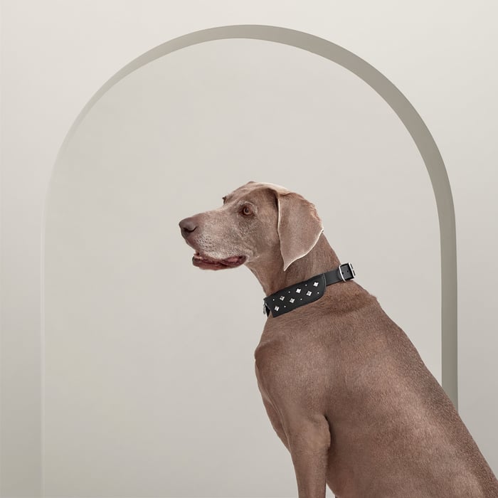 Noir Black Tie Dog Collar, M and L