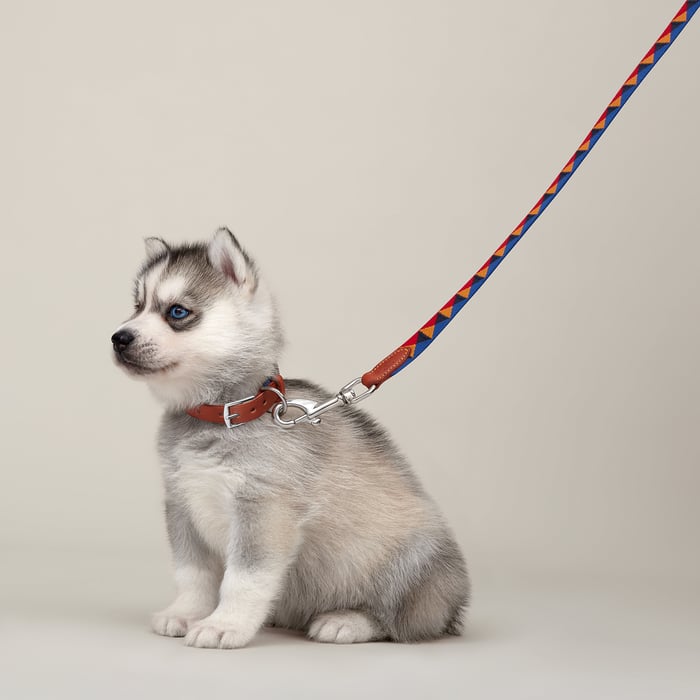 Dark Irish Medor Slim Dog Leash