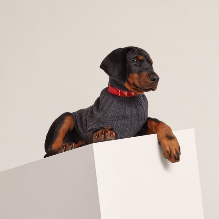Dog pullover