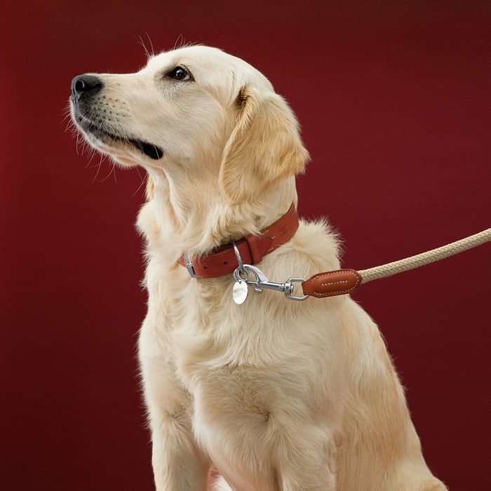 Dark Irish Gaucho Dog Leash