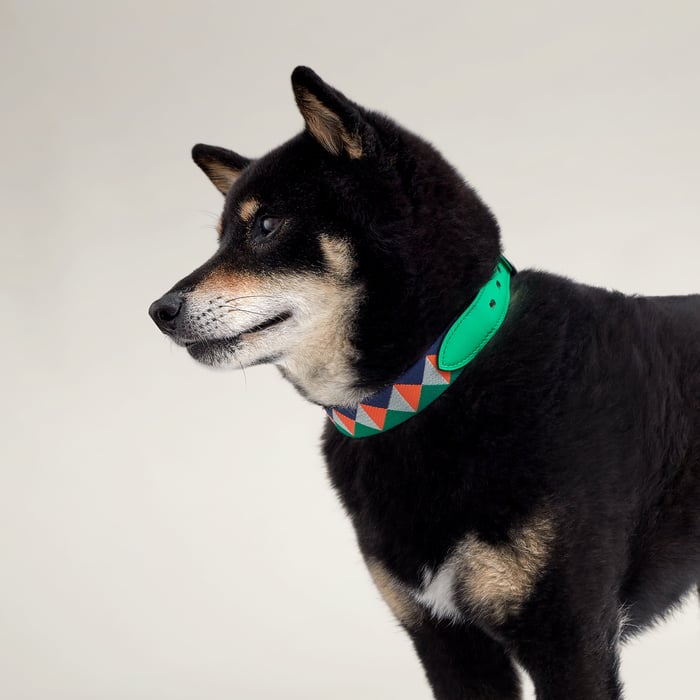 Medor dog collar