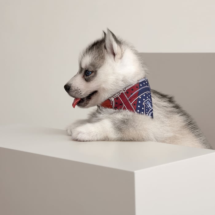Eperon d'Or Dog Bandana, Very Small Model