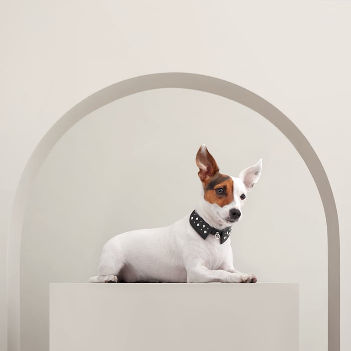 Noir Black Tie Dog Collar, Xs and S
