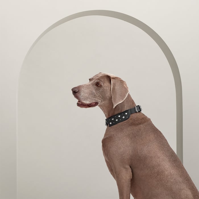 Noir Black Tie Dog Collar, M and L