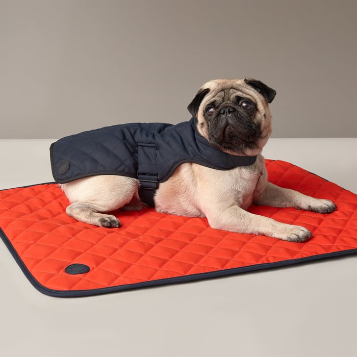 Navy Dog Coat, Xs and S
