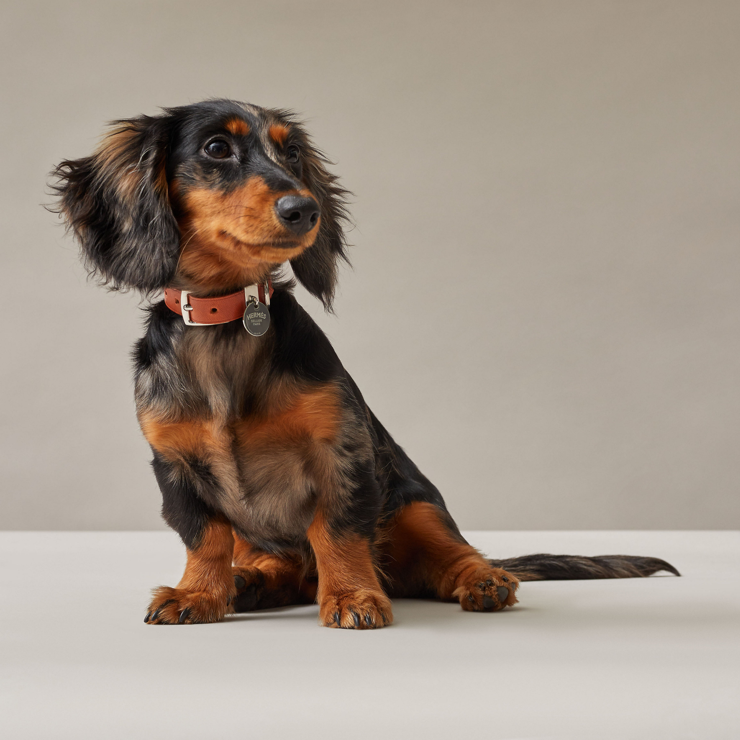 Etriviere III dog collar
