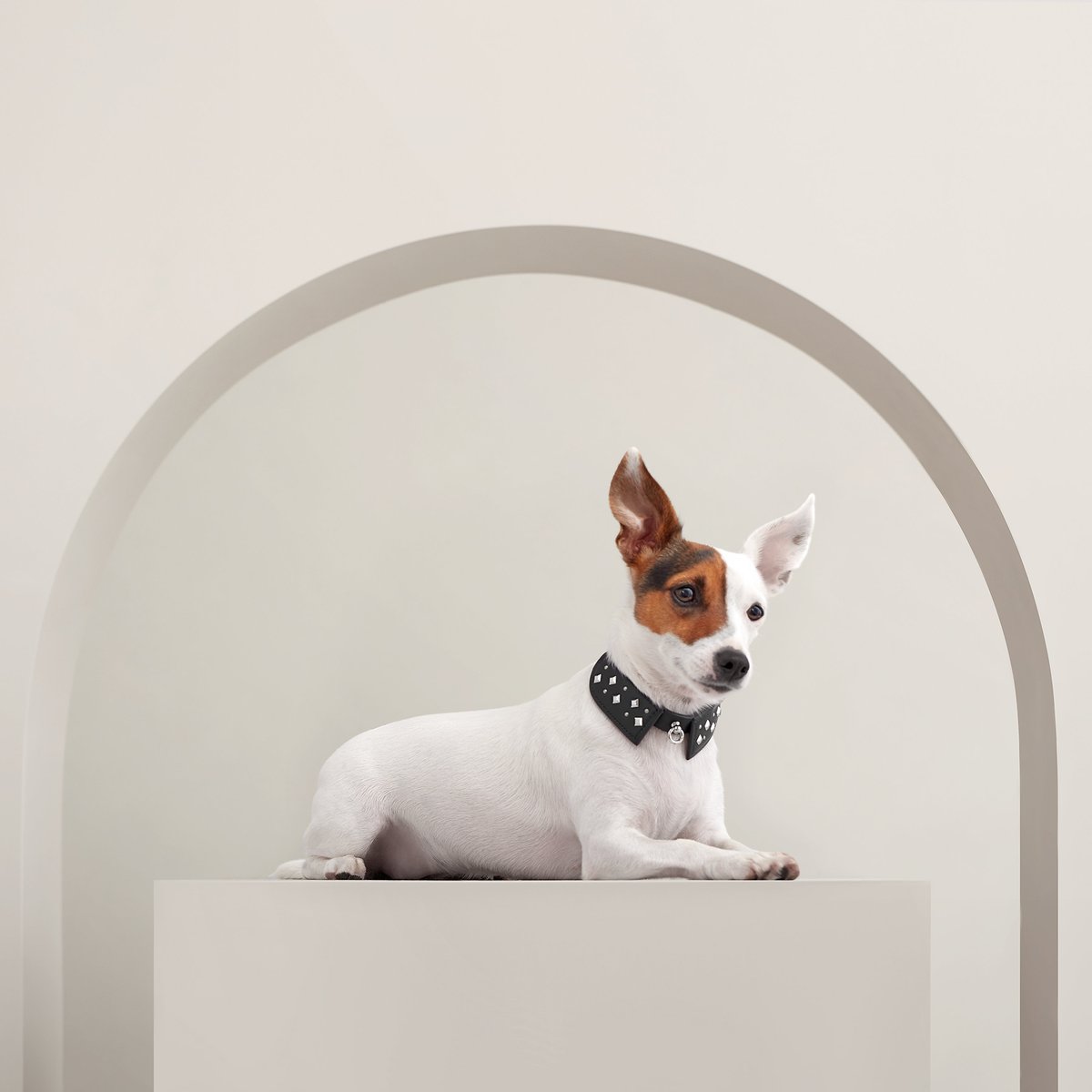 Black Tie dog collar, XS and S