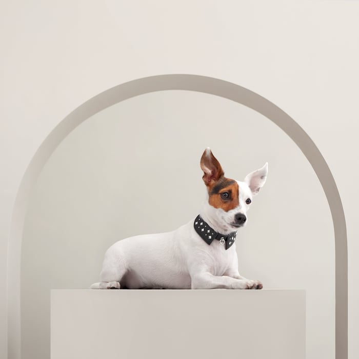 Noir Black Tie Dog Collar, Xs and S
