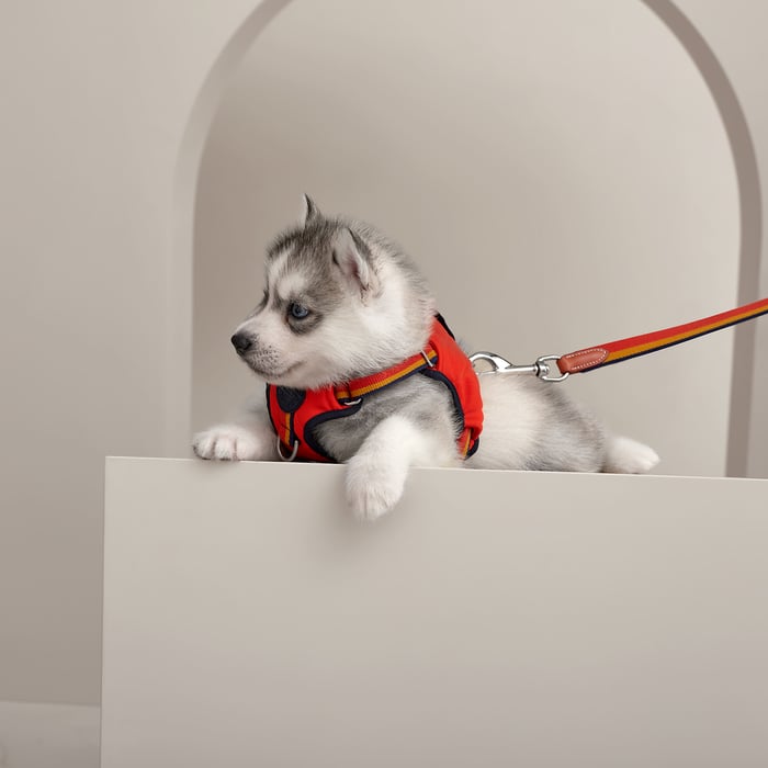 Dark Irish Rocabar Slim Dog Leash