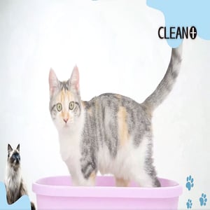 Clean Plus Clumping Cat Litter 5L - Lavender