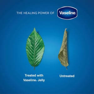 Vaseline Blueseal Rich Conditioning Jelly Cocoa Butter 100ml