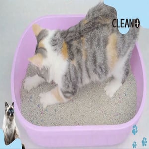 Clean Plus Clumping Cat Litter 5L - Lavender
