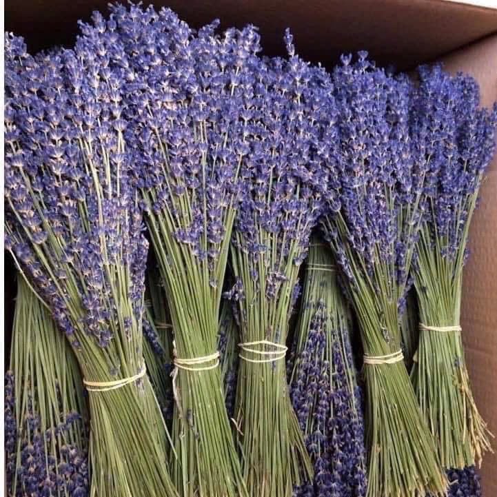 Set 2 bó  oải hương - Lavender khô hàng nhập pháp