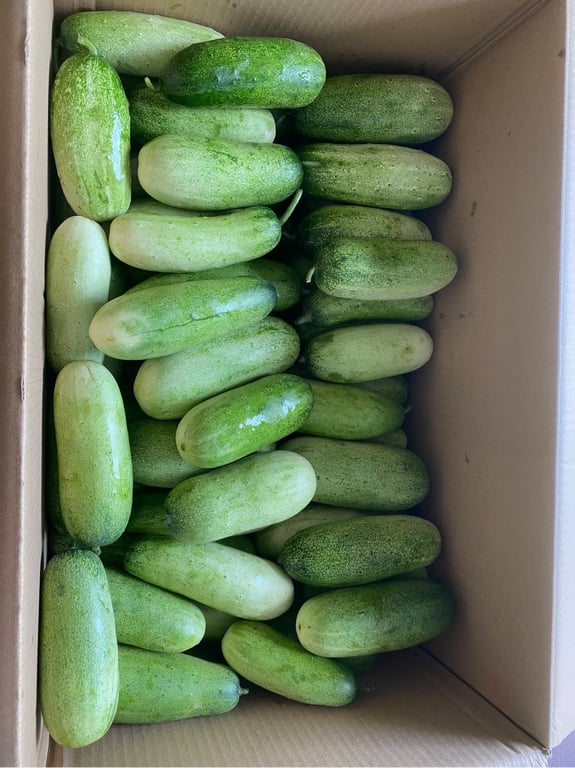 Dưa mèo Điện Biên 3kg