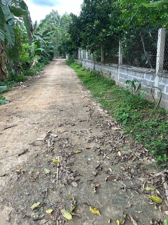 ☘️Mỹ Hòa Tân Lạc Hòa Bình