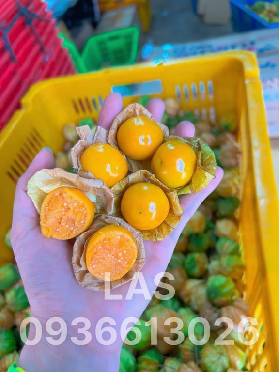 THÙ LÙ NAM MỸ ( TRÁI TẦM BÓP )