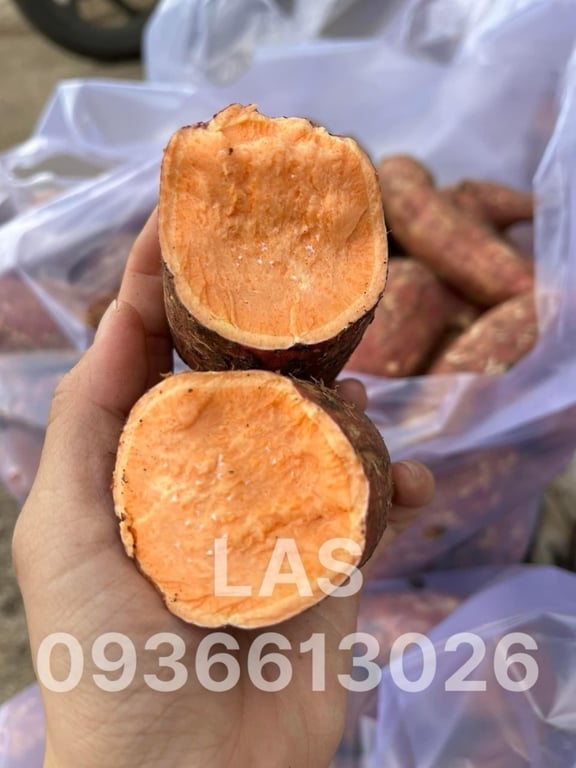 KHOAI LANG MẬT