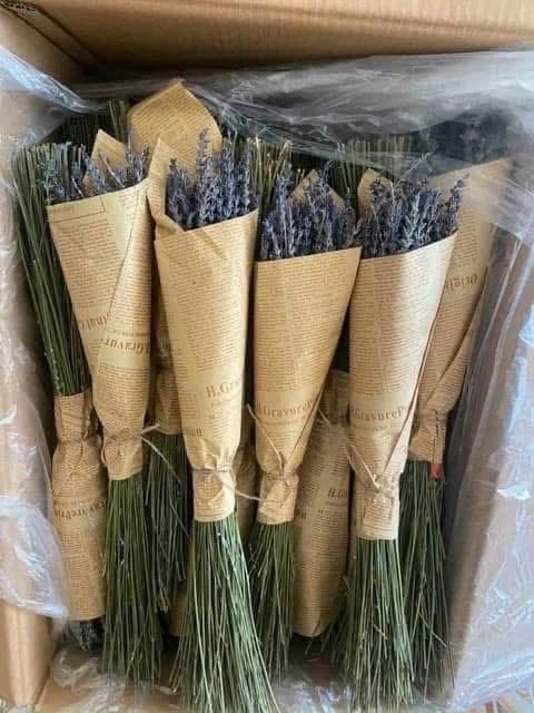Set 2 bó Hoa Oải Hương Lavender Nhập Khẩu