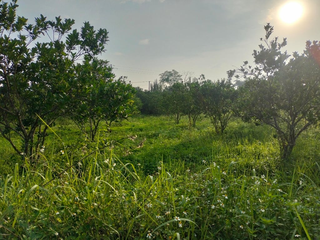 800m2-115m2 ONT tại Phú Vinh, Tân Lạc, Hoà Bình