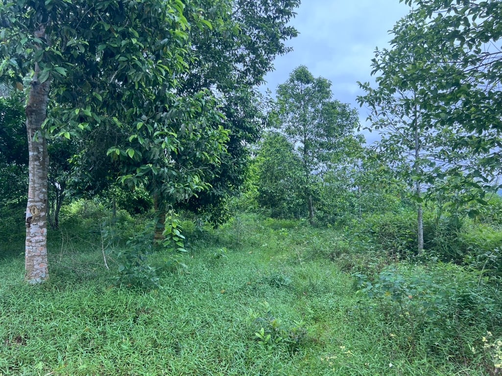 Ngọc Mỹ, Tân Lạc, Hòa Bình (8679m2)