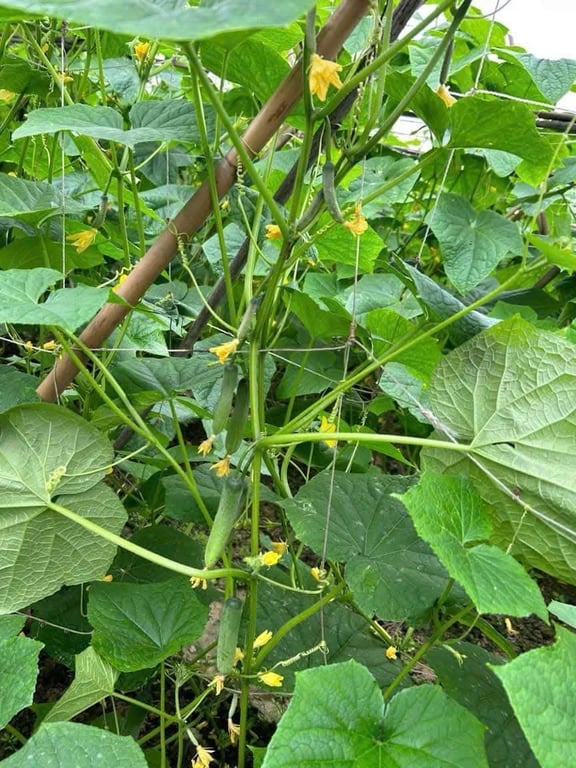 Hạt giống dưa leo siêu sai quả, siêu thơm