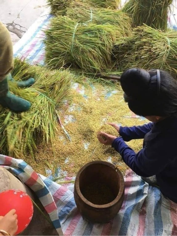 Gạo khẩu hang (nếp non)