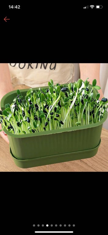 Set 2c Khay ươm mầm mini