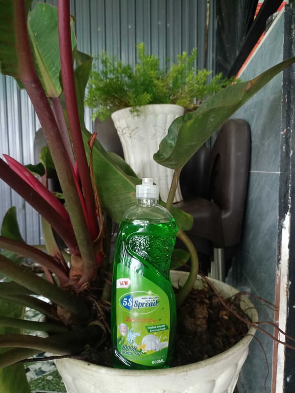 Nước Rửa chén Hương Chanh