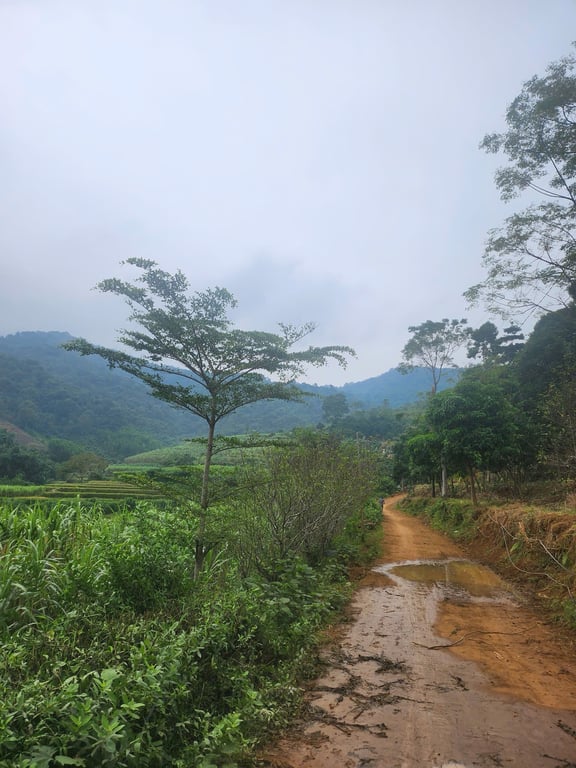 Thạch Yên, Cao Phong, Hoà Bình,thực tế sử dụng 1200m2, sổ 900m2, 200m2 thổ cư