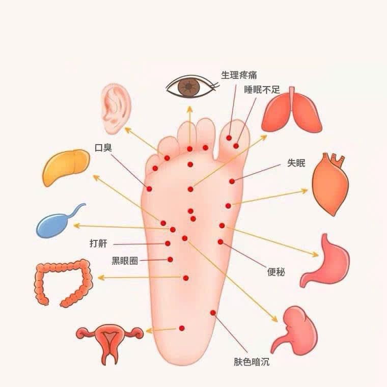 Con lăn massage chân