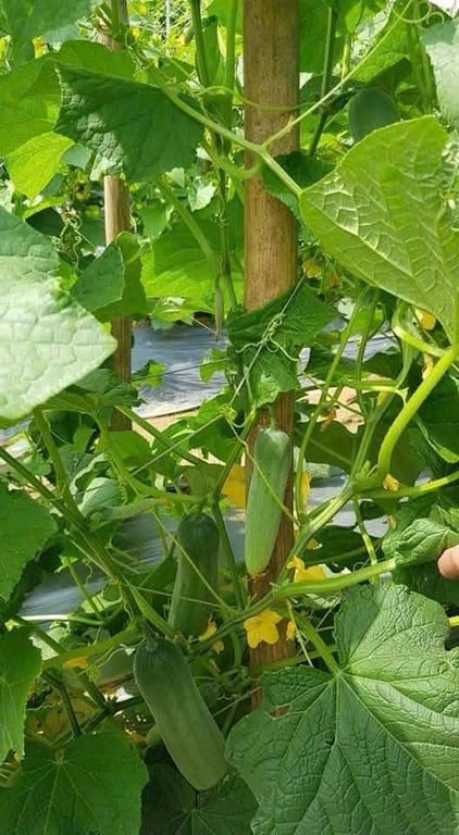 Hạt giống dưa leo siêu sai quả, siêu thơm