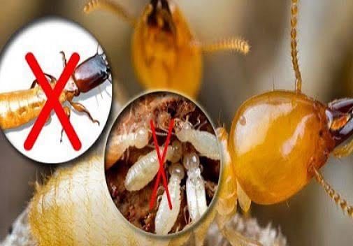 DỊCH VỤ DIỆT MỐI TẬN GỐC TẠI NHÀ- CƠ QUAN