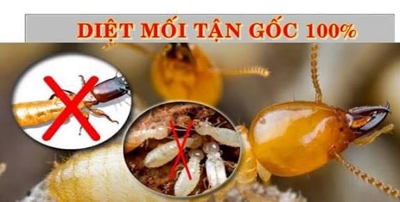 DỊCH VỤ DIỆT MỐI TẬN GỐC TẠI NHÀ- CƠ QUAN