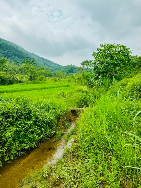 Tú Lý, Đà Bắc, Hoà Bình(1195m2)