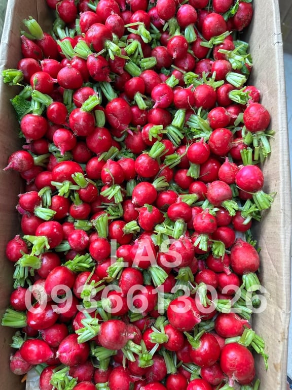CỦ CẢI ĐỎ - RADISH