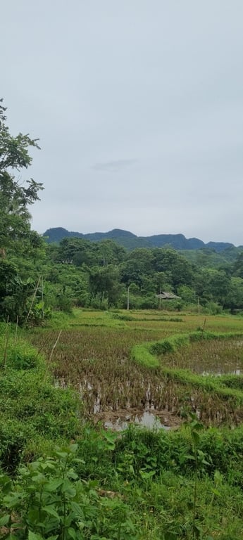 Phú Vinh, Tân Lạc, Hoà Bình 546m2