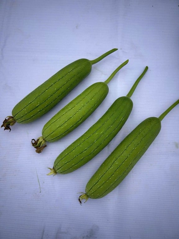 Mướp hương Siêu Năng suất lại còn THƠM  lai F1 LF999