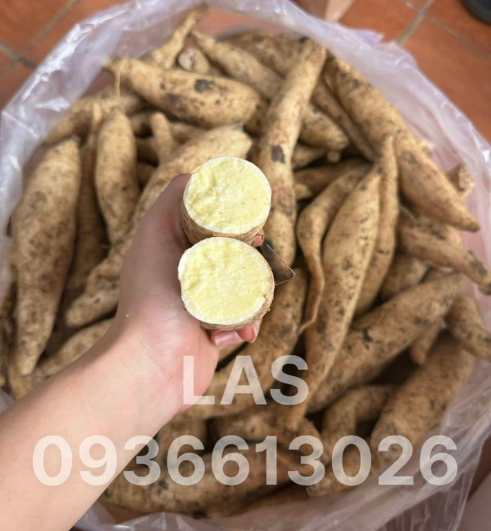 KHOAI SỮA THÁI