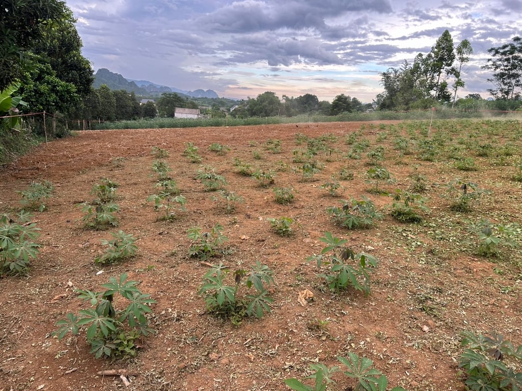 ☘️Mỹ Hòa Tân Lạc Hòa Bình