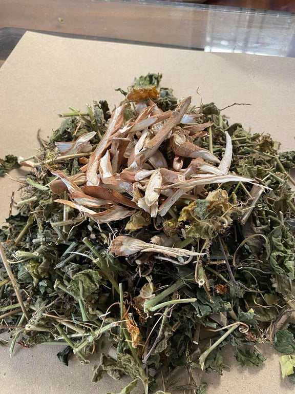 Thuốc nam xương khớp