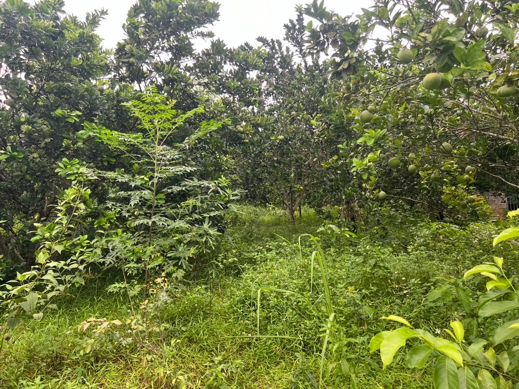 Ngọc Mỹ, Tân Lạc, Hòa Bình (8679m2)