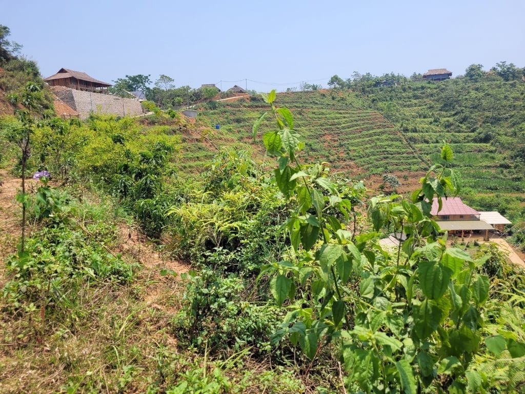 xóm Mừng, Cao Phong, Hòa Bình (2500m2)