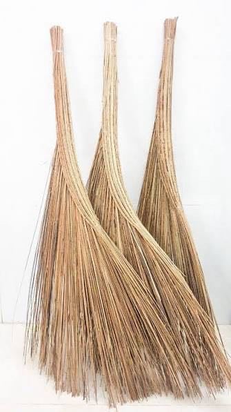 Cây chổi dừa lớn