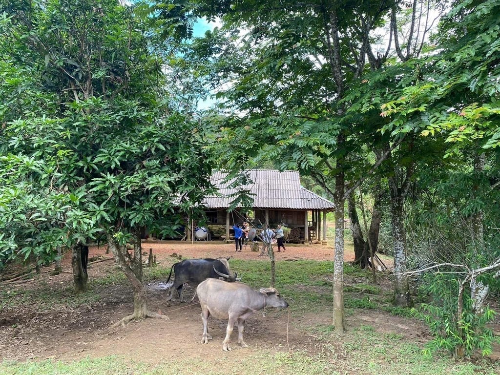 2740m2 có 400m2 ONT tại Bản Ngòi, Suối Hoa,Tân Lạc, Hoà Bình